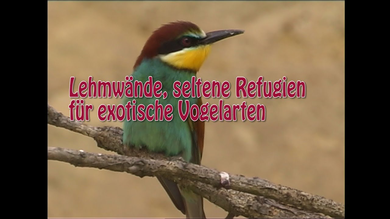 Lehmw&auml;nde, seltene Refugien f&uuml;r exotische Vogelarten