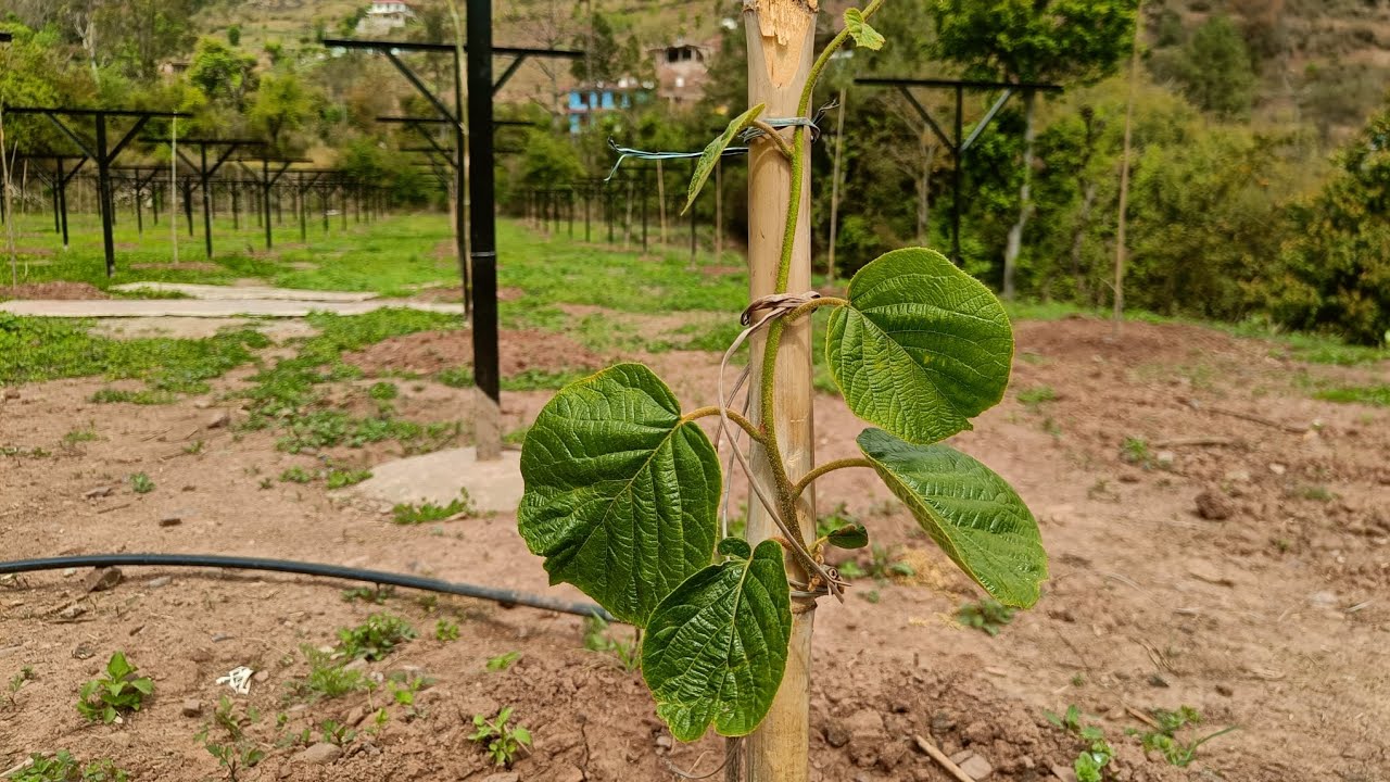 कीवी 🥝 के पौधों की ग्रोथ व सपोर्ट स्ट्रक्चर || Growth of kiwi plants and support structure || H P