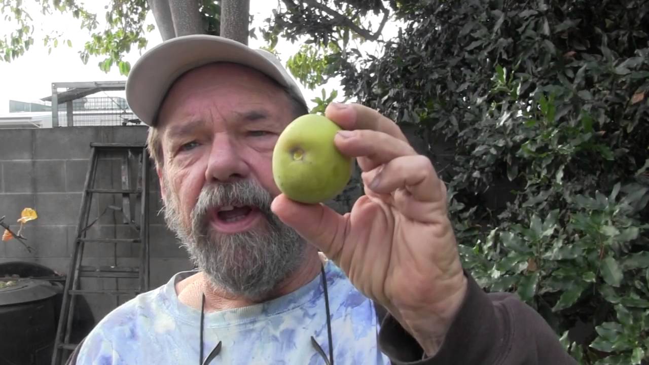 Белая сапота