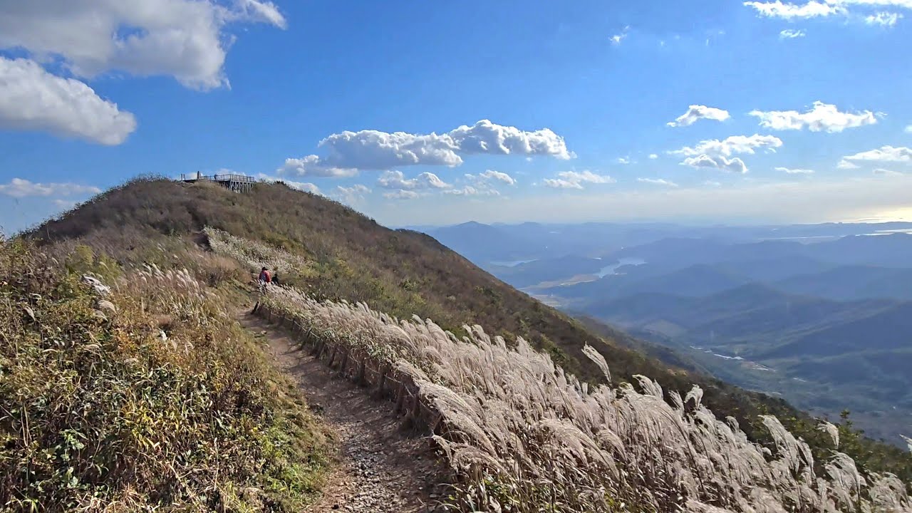 ''금북정맥 최고봉'' 억새숲 '오서산' Forest Road(임도) 해발791m 최단코스 25년10월27 들머리~장곡면 장곡길 438번길540  #억새 #억새산행 #억새군락지 