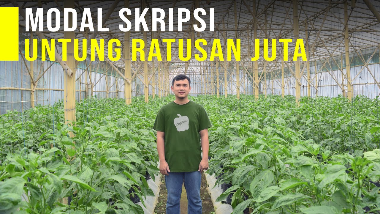 Cuma Modal Skripsi Usaha Paprika Raup Untung Besar