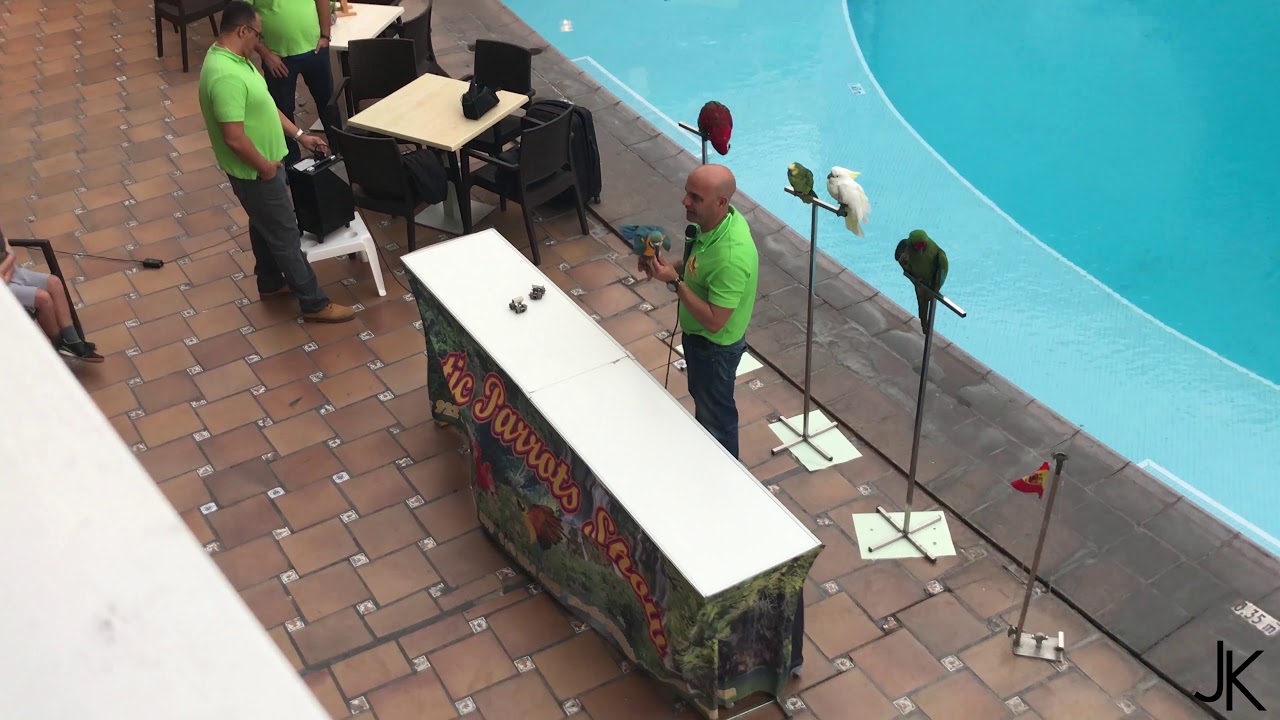 Funny PARROT SHOW in Teneriffe Vigilia Park