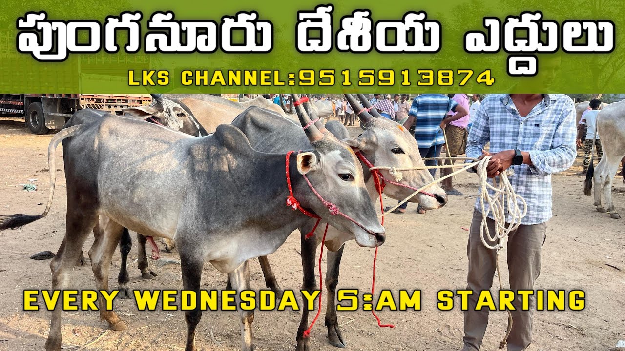 bulls and cow market 🔥🐄punganuar 🔥🐄