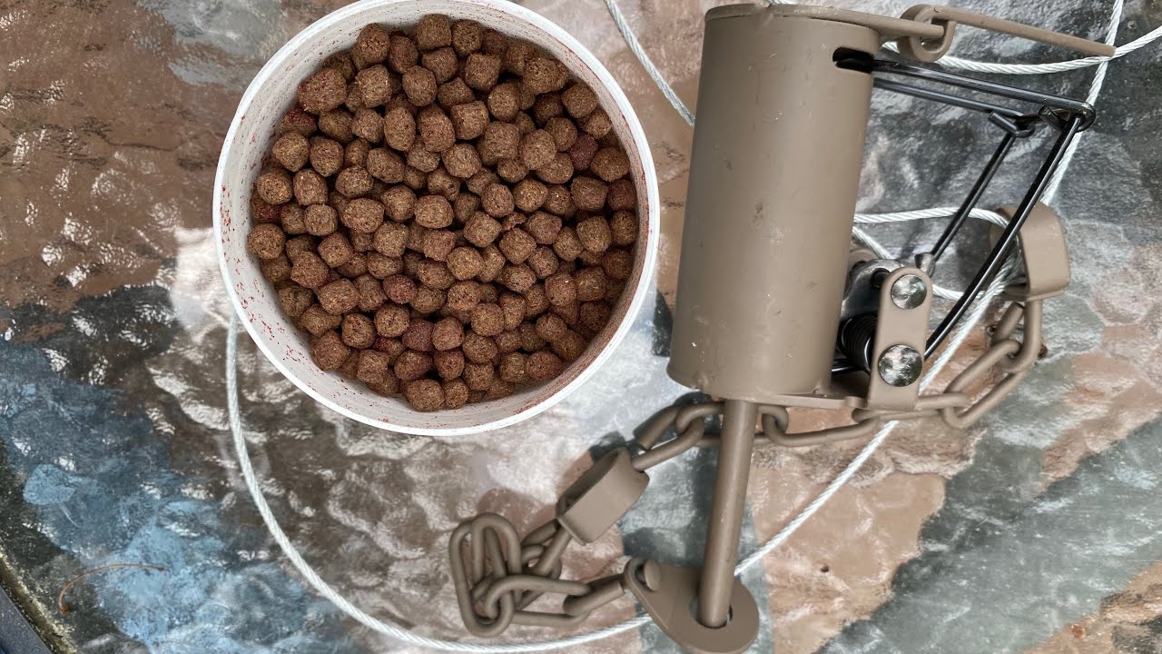 Raccoon Trapping.......I made my own Bait for DOG PROOF TRAPS