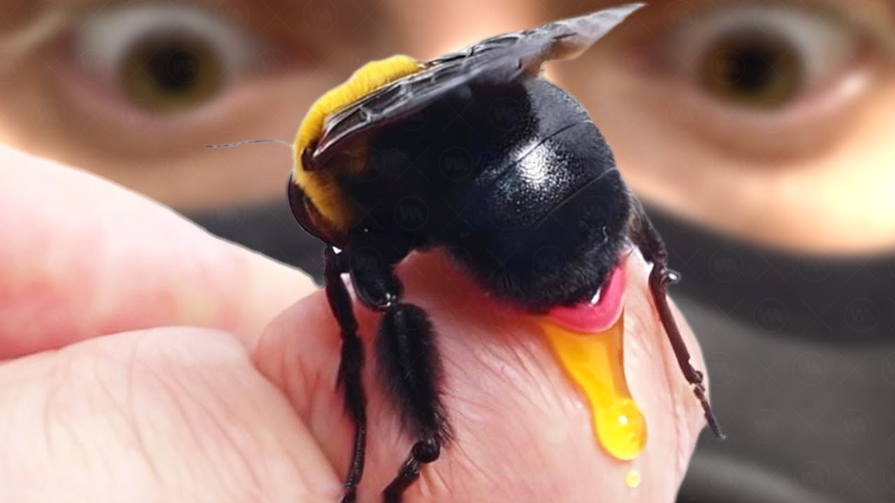¿Por Qué Mueren Los Insectos Cuando Hacen Caca?