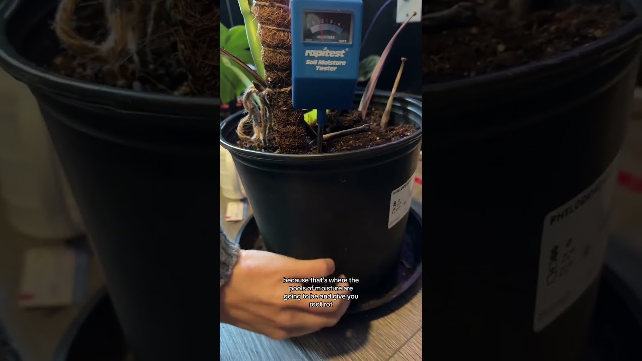 How To Avoid Root Rot with your Plants