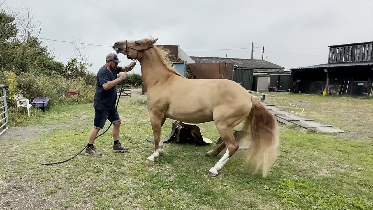 Dangerous Horse Bites And Kicks When Tacked Up!!