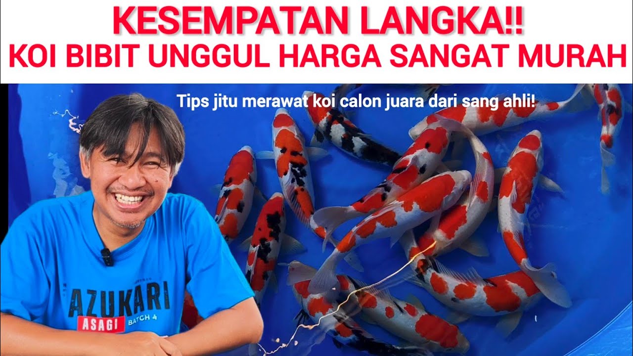 KOI GOSANKE SUPER HARGA ADEM DIKANTONG❗& TIPS JITU CARA MERAWAT AGAR JUARA❗KC ASTRO KOI