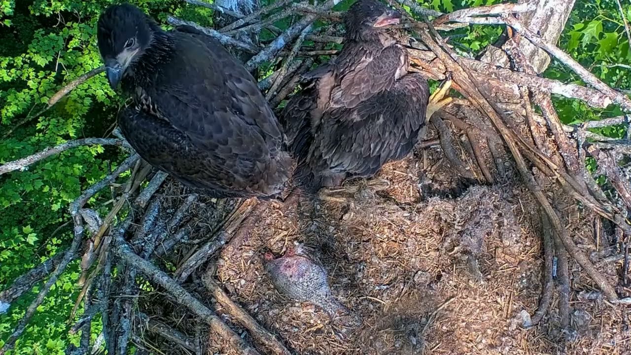 EP#486 #baldeagle Review birds in nest with nature #birdslovers #birdsounds #birdsnest #wildbirds