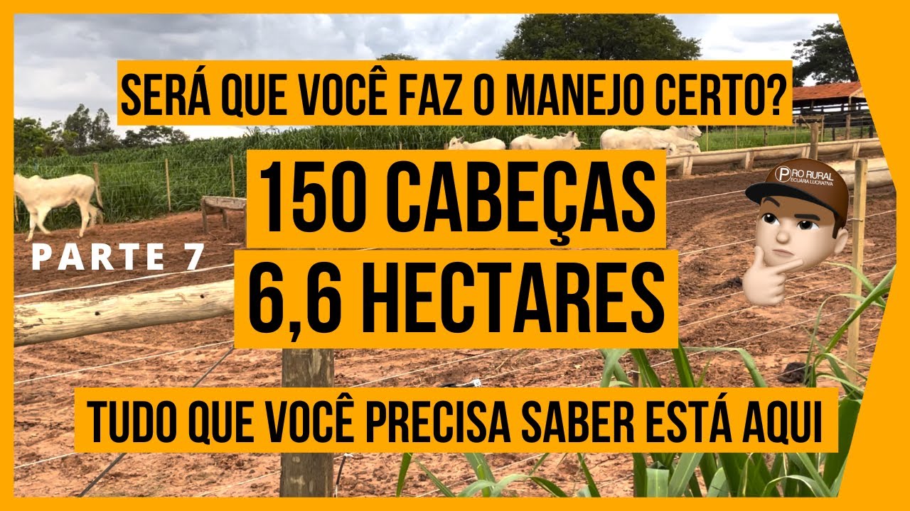 150 CABEÇAS em 6,6 HECTARES - PASTEJO ROTACIONADO ADUBADO e IRRIGADO para BOVINOS DE CORTE #PARTE7