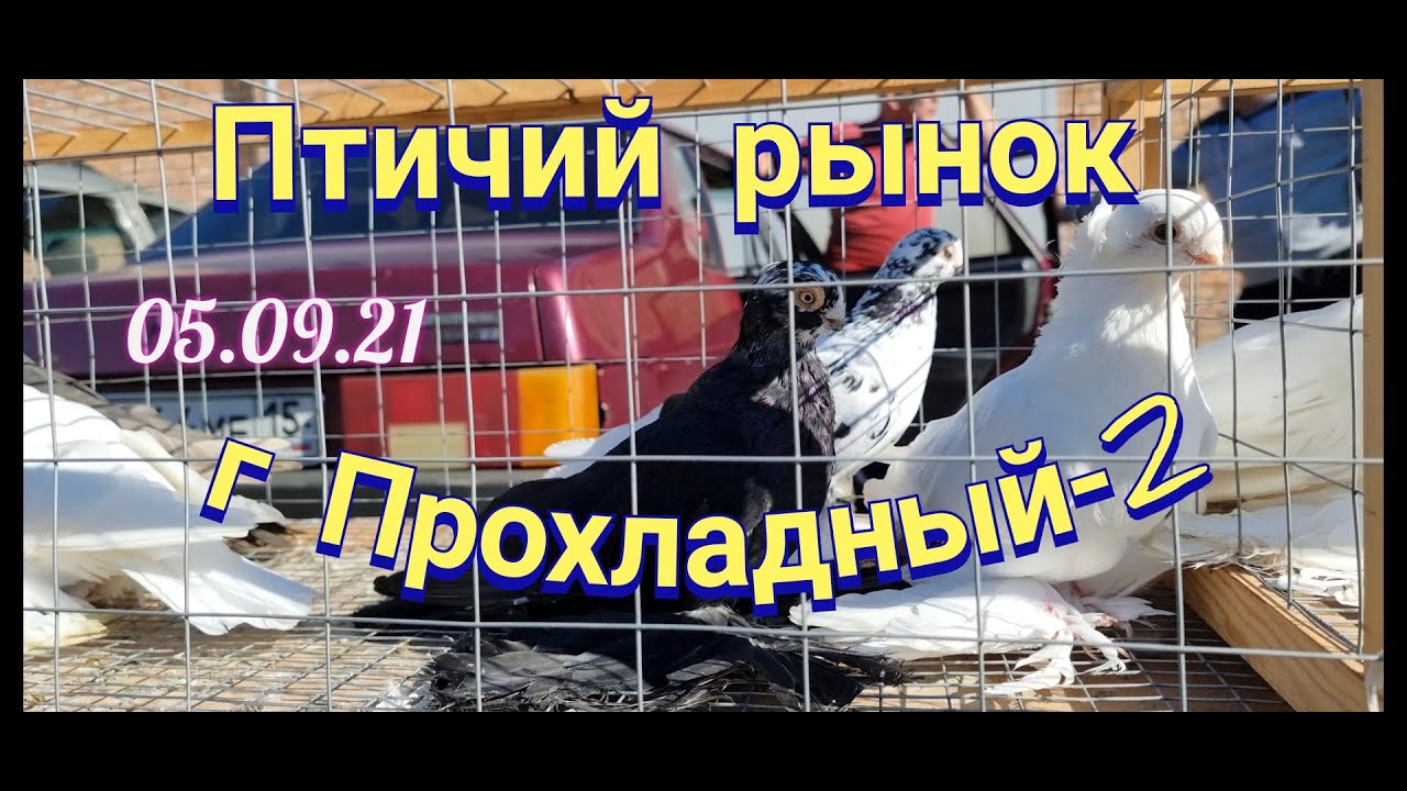 Голуби цены птичий рынок г Прохладный-ч2 Pigeons prices bird market g Cool-ch2