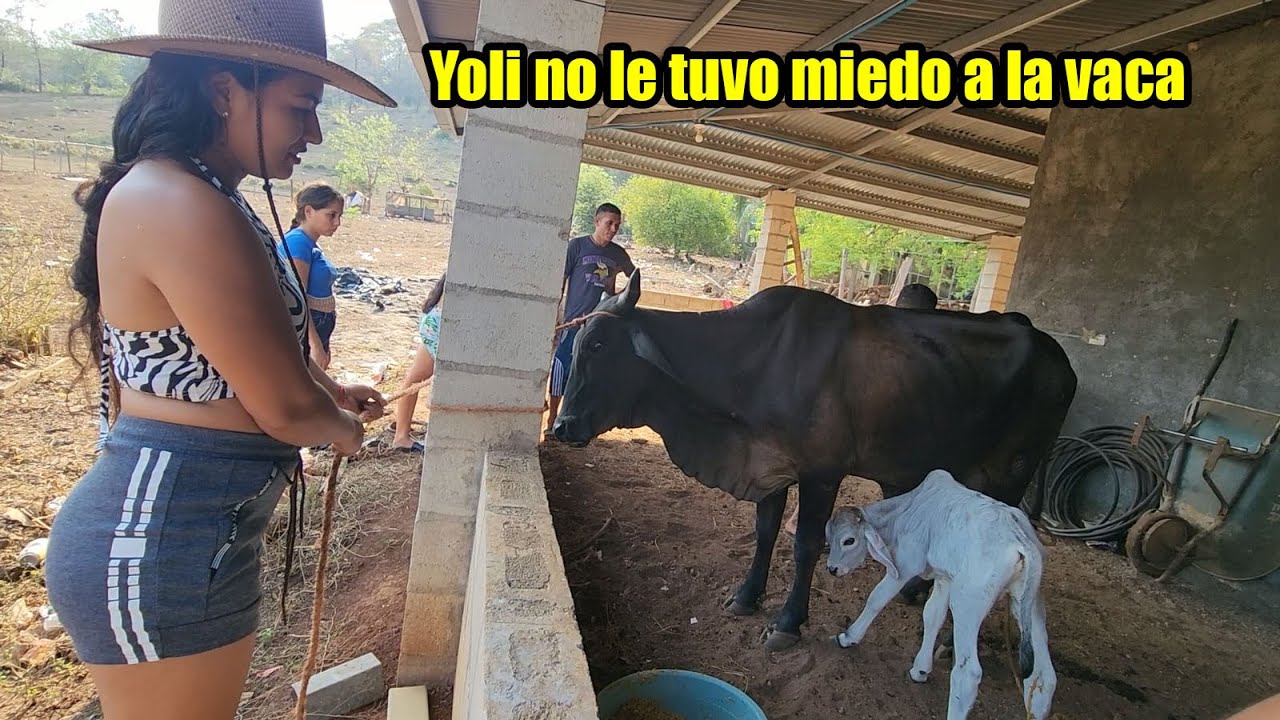 Ordeñaron por primera vez la vaca de Beto😬Juan le enseña a Sandra como darle comida a la vaca2