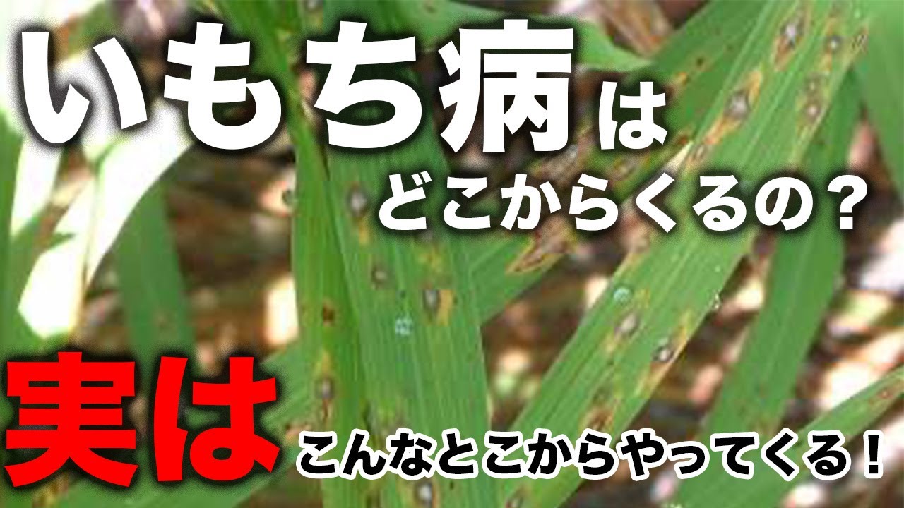 いもち病はこんなところに潜んでいる！稲を見ているだけじゃダメ！
