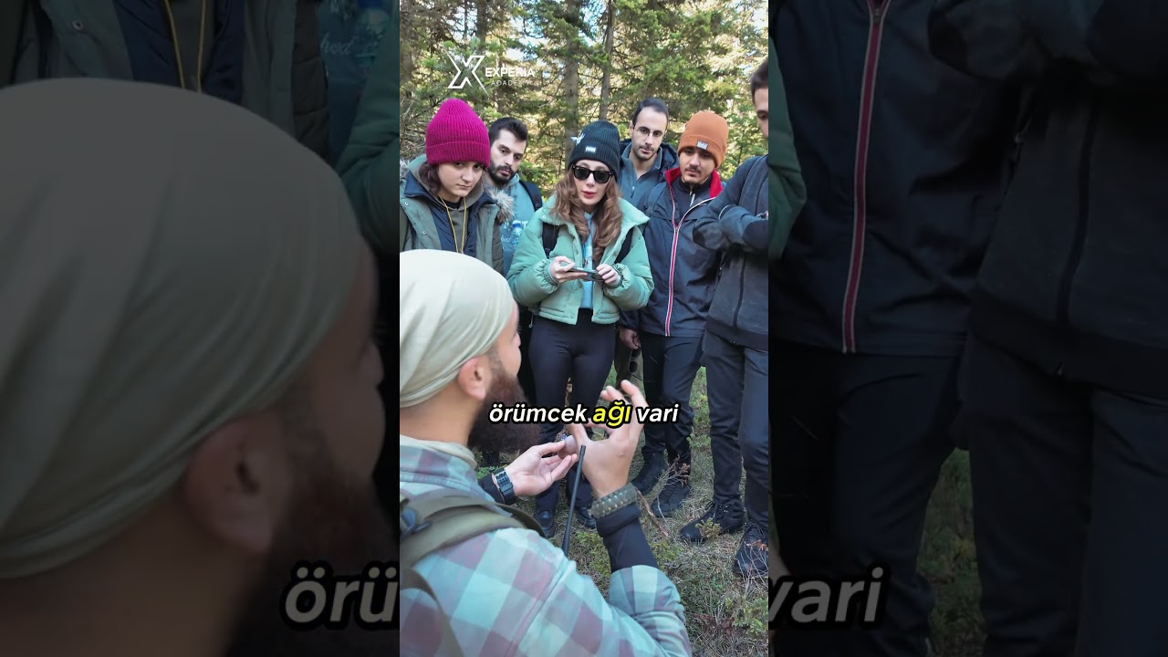 Doğada Hayatta Kalma : Mor Cincile ( Lepista nuda ) / Yabani Mantarlar