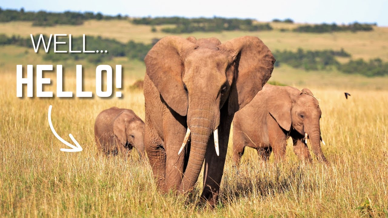 In the Heart of the Herd - How Elephants Communicate