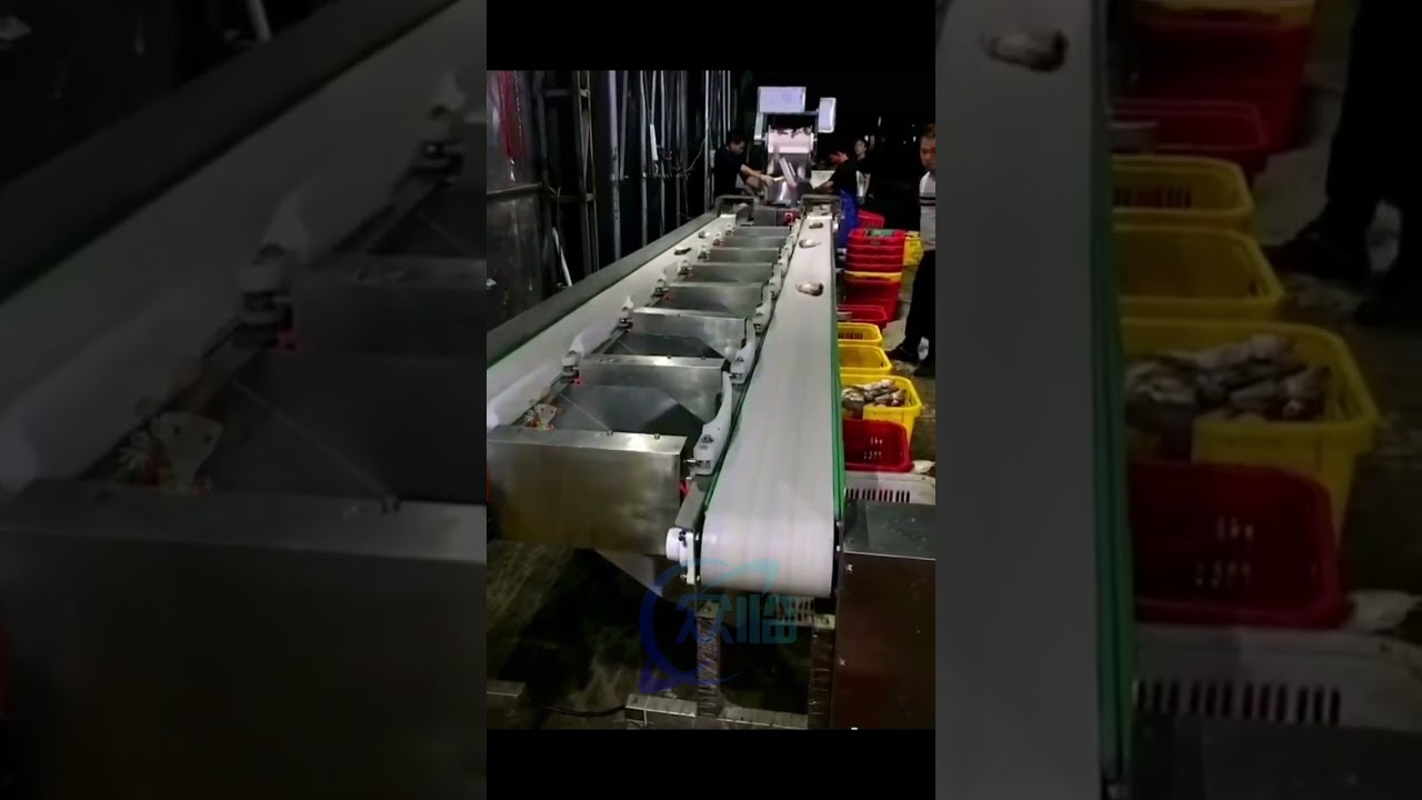 fish grading machine, weight sizing, automatic fish sorting machine #fishmachine