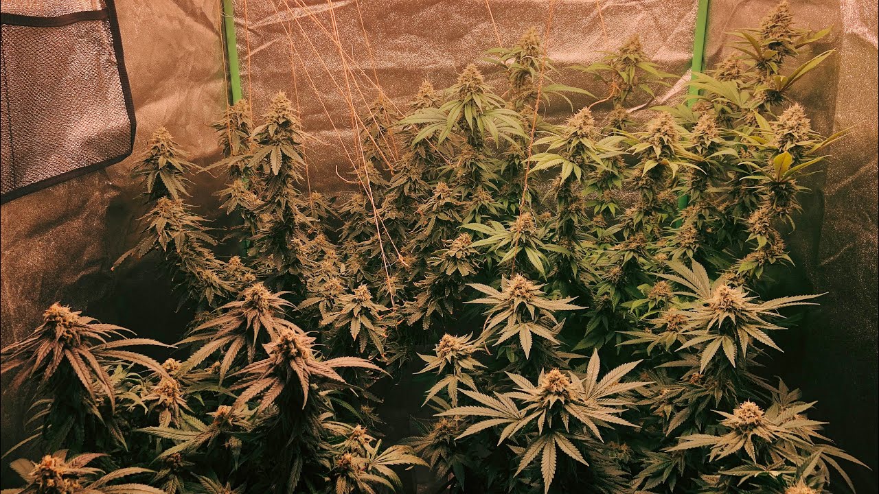 INDOOR GROW : WEEK 5 UPDATE/ VEG TENT UPDATE