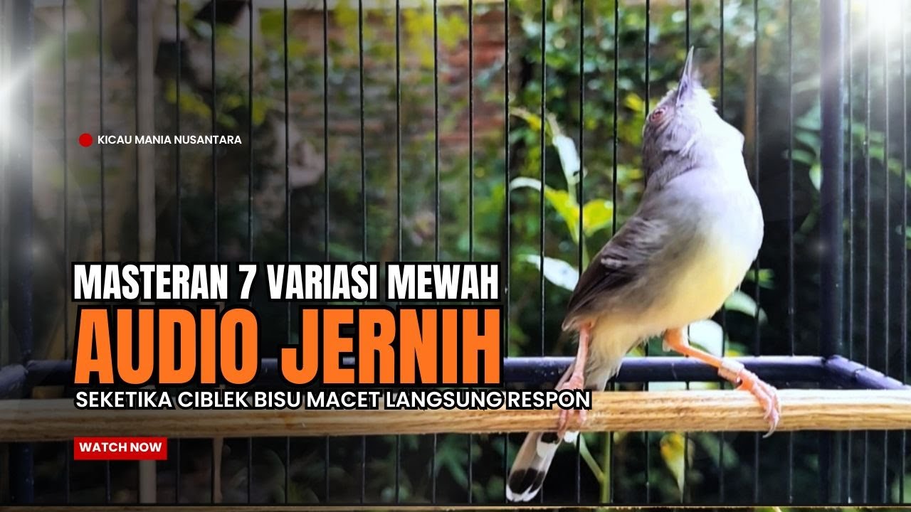 suara burung CIBLEK GACOR NGEBREN Pancingan Ciblek Semi bahan jadikan ciblek kristal gacor Tarung