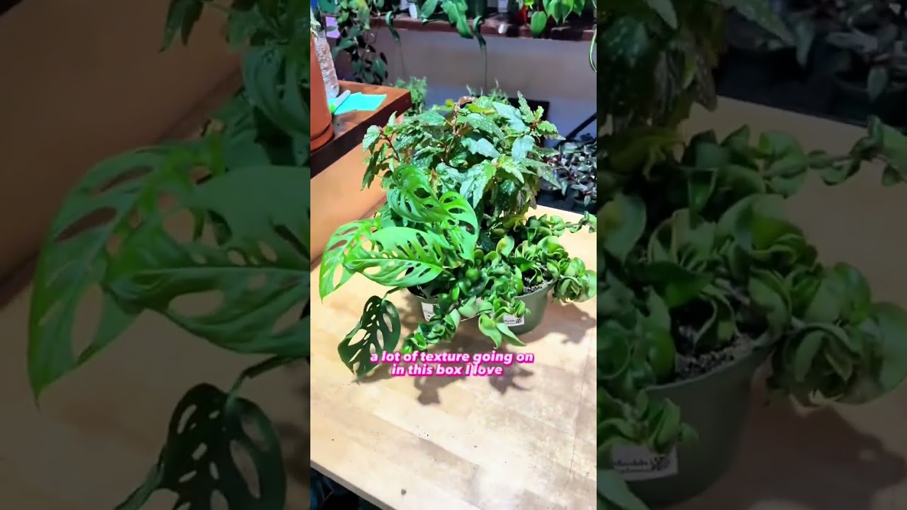 Packing a $111 Mystery Plant Box! Let&rsquo;s pick out some house plants for Sienna in CA ! #houseplants