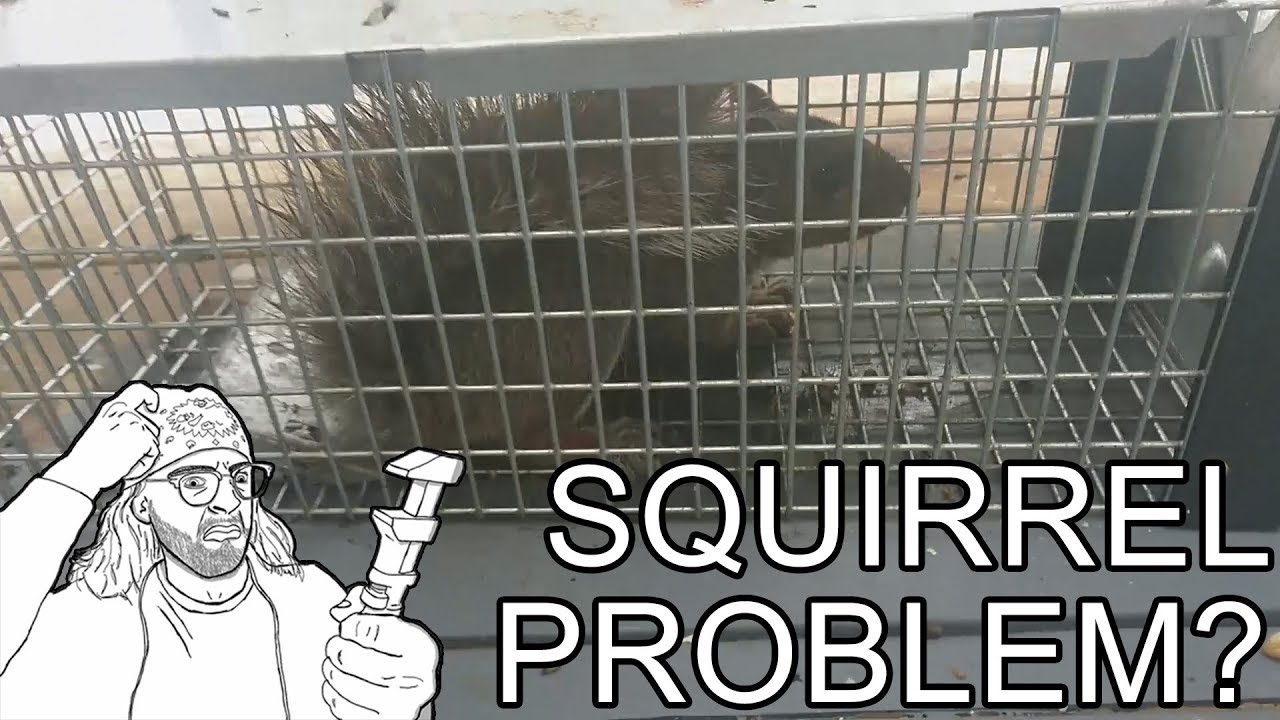 How to Trap Squirrels + Havahart Trap Review
