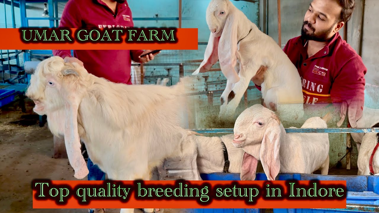 Hyderabadi High-breed Breeding Setup Ma Sha Allah Umar Goat Farm Indore Madhya Pradesh