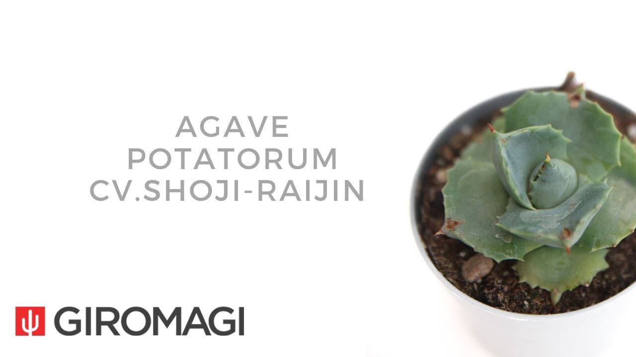Agave potatorum cv.Shoji-Raijin
