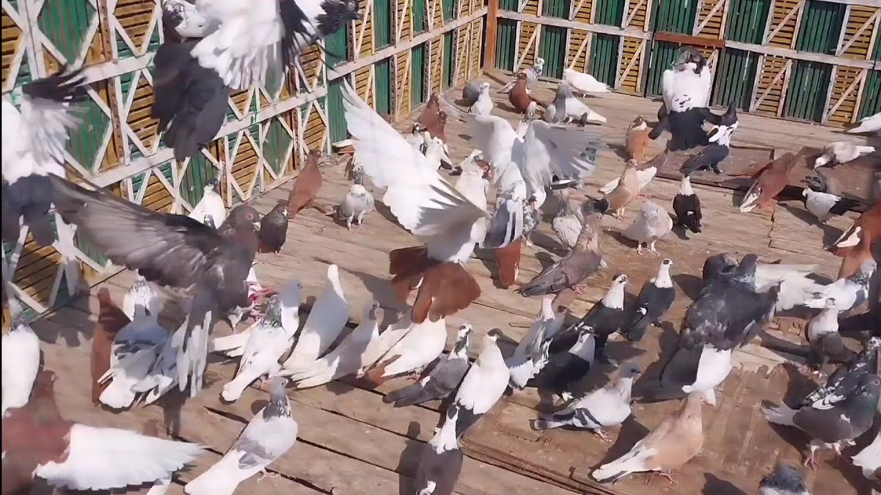 سبت الحمام كلة بتاع الغاية...وربنا يسترها..وحمام منهم ...ماشي..مع.... اوطة امبابة
