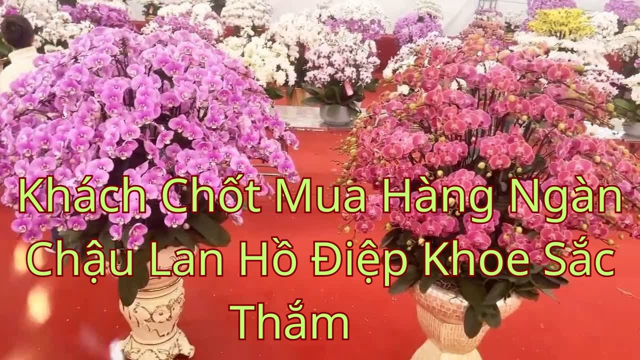Ghé Thăm Lan Hồ Điệp Hàng Ngàn Chậu Đủ Màu Sắc Thắm Đón Xuân Tại Hà Nội