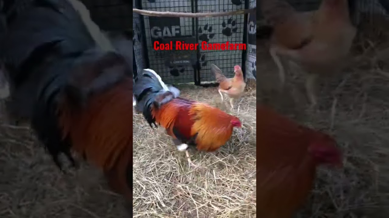 Pure possum sweater brood pen #rooster #gamefowl #preservation #keepemcrowing #gallo
