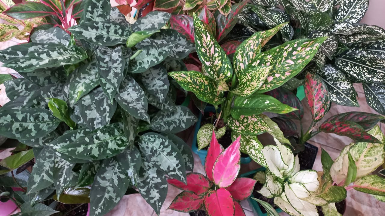 22 Aglaonemas na Coleção.  Planta de sombra e fácil cultivo. 