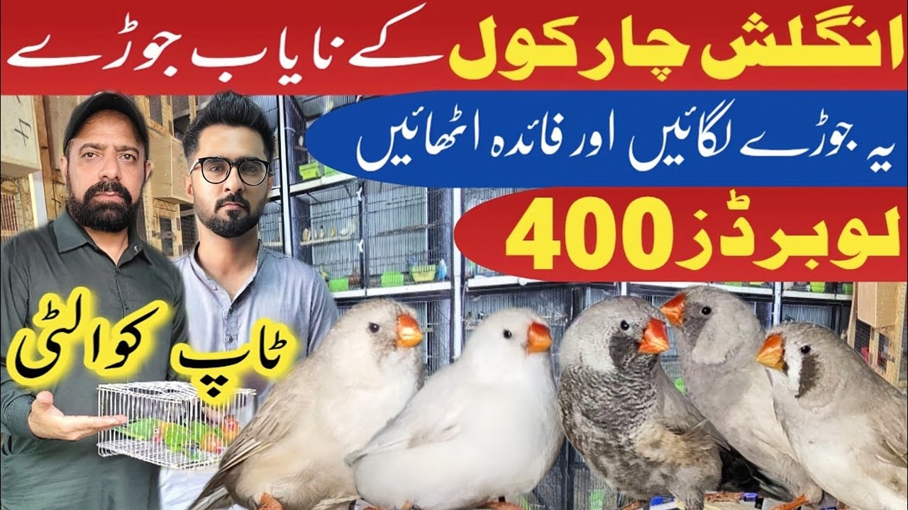 Abdullah exotic finches aviary | charcoal and gouldian finches