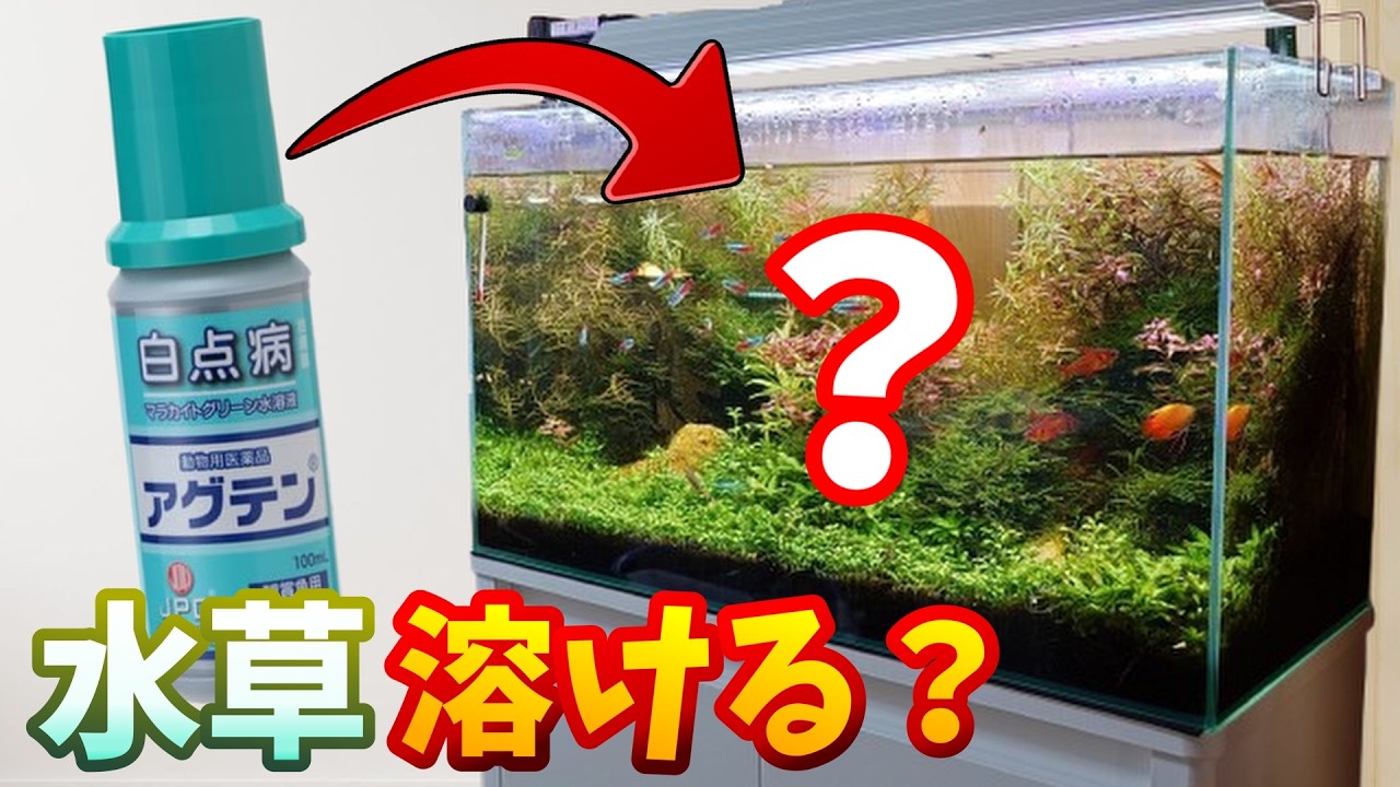 水草水槽に魚病薬を入れてみた結果&hellip;【アグテン】