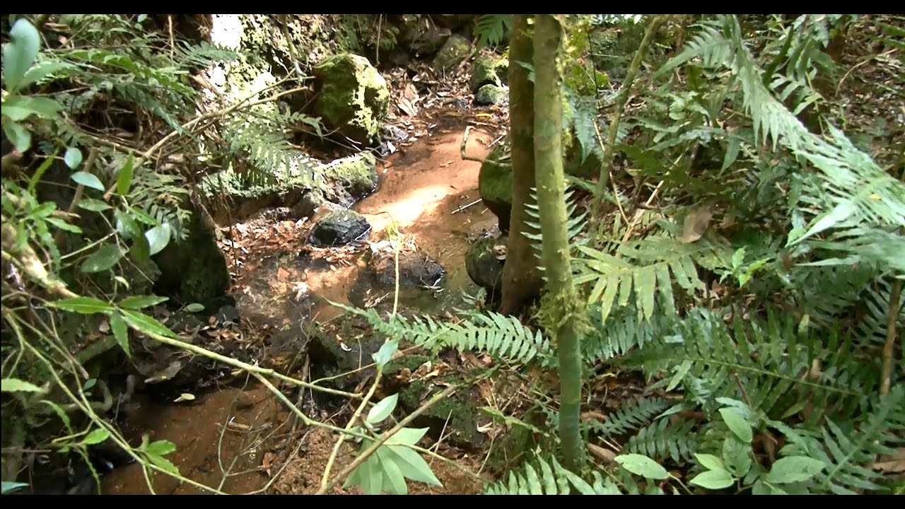 Ações de controle contra o mosquito borrachudo na Região Sul l Programa Terra Sul