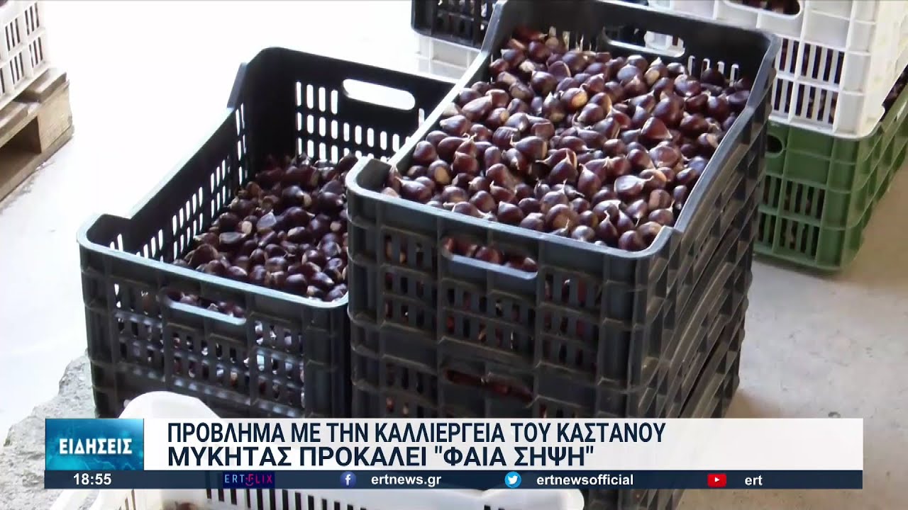 Αγιά Λάρισας: Ανησυχία στους παραγωγούς κάστανου λόγω ενός μύκητα | 07/10/2022 | ΕΡΤ