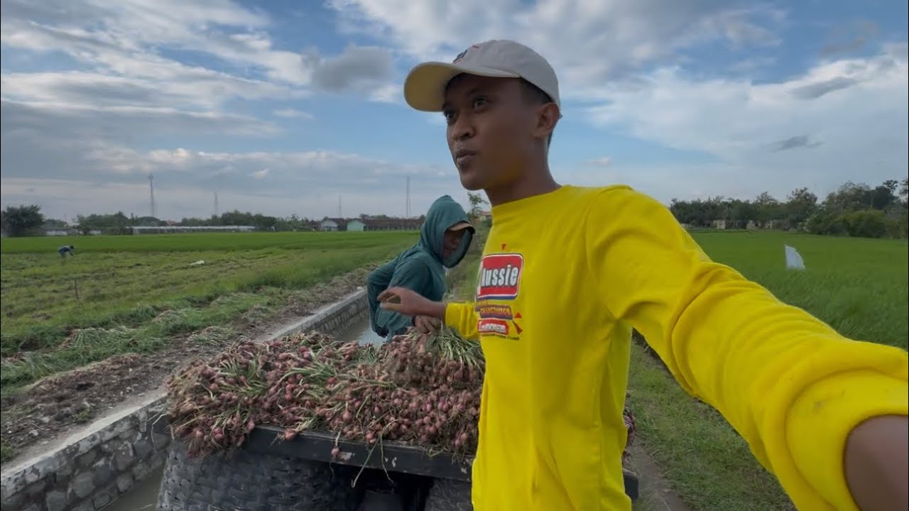 ALHAMDULILLAH BAWANG MERAHKU PANEN MONGGO SENG BADE NUKOKNE YUTUBER IDOLANE