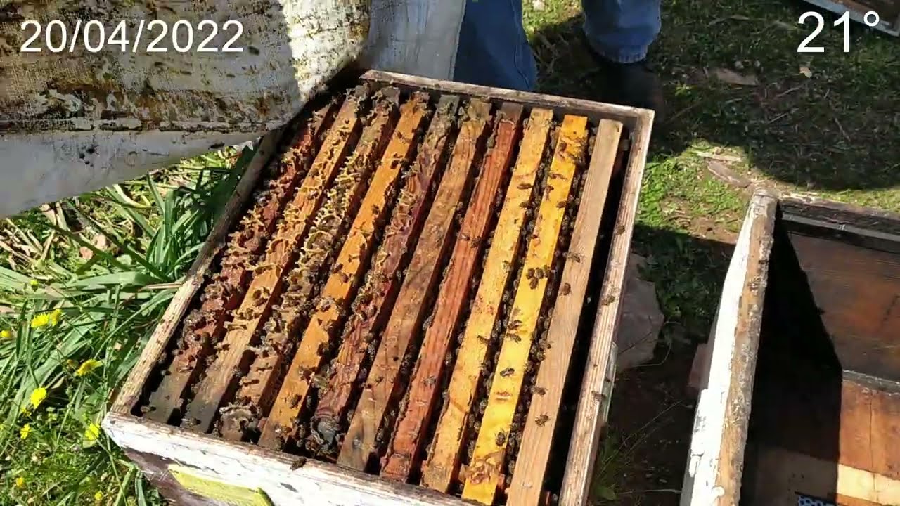 Oğul veren kovandan geriye ne kaldı?
