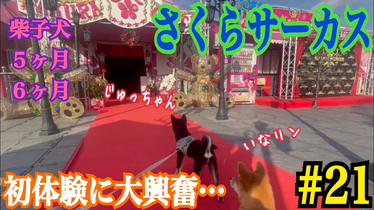 [柴犬いなり＊じゅう]初サーカス❗️夢の国に大興奮…　＃柴犬＃豆柴＃shibainu #dogshorts #shiba #funny #dog #dogs #犬#癒し#多頭飼い