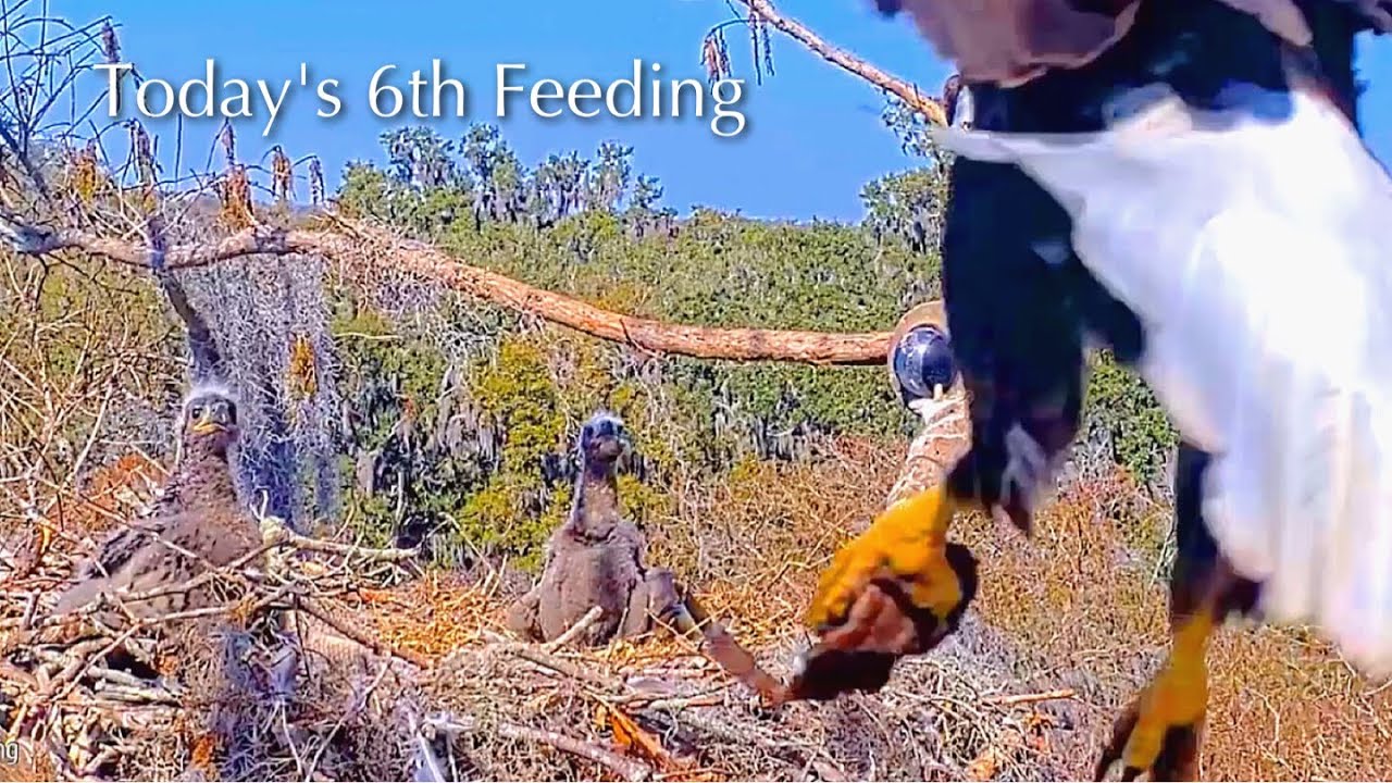#217🦅🐥32°🐥27°／Winter Park Eagle Nest 2026／Against All Odds:One-Eyed Mom／by Winter Park Eagle Cam