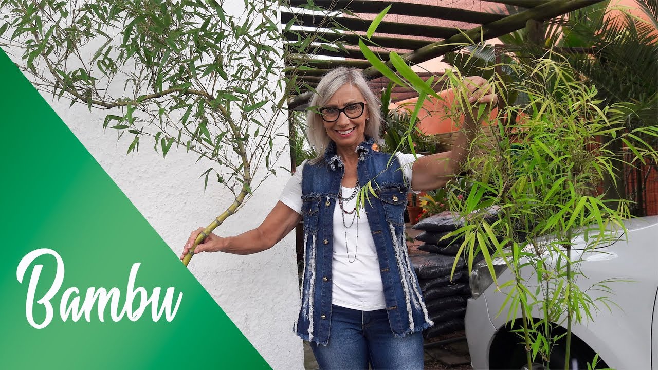 Como cuidar do bambu mossô | Flávia Kremer