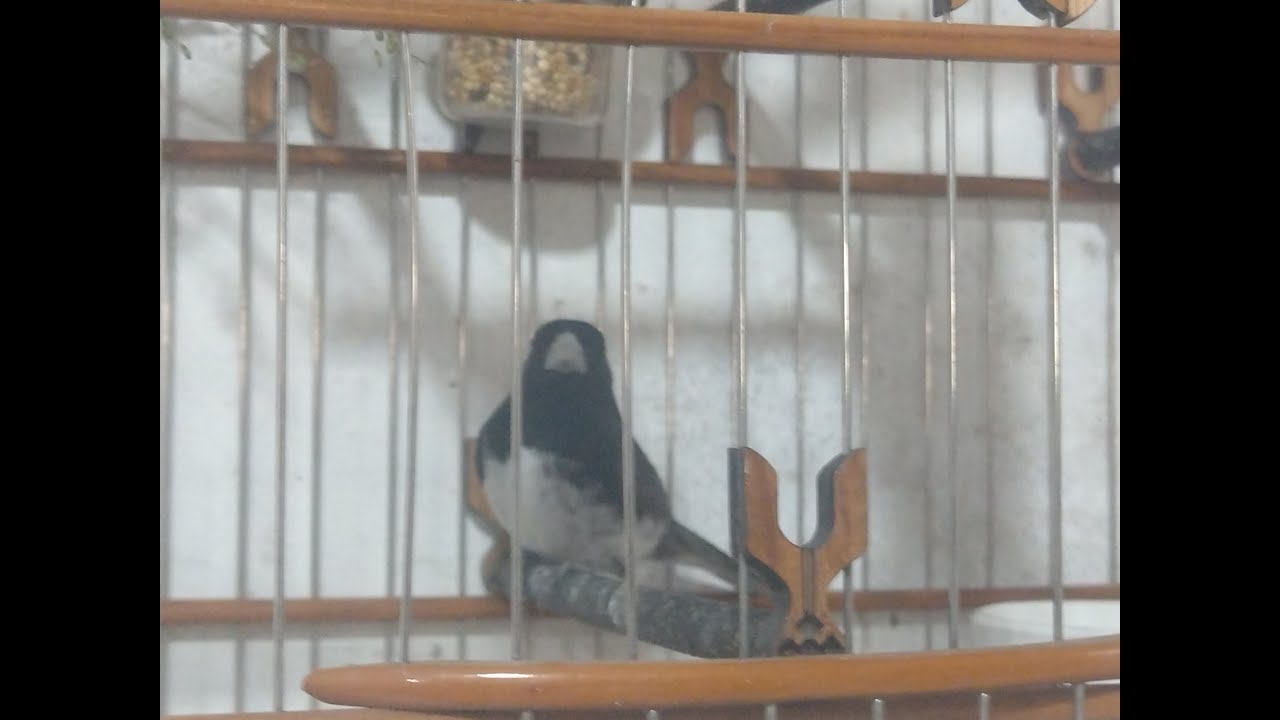 A maneira correta de foguear  e apresentar a seu papacapim baiano uma femea pela primeira  vez
