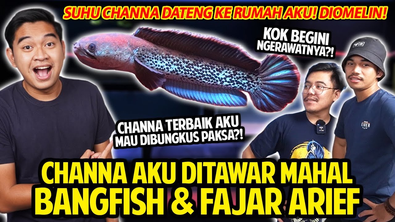 CHANNA AKU DITAWAR HARGA MAHAL SAMA BANGFISH DAN FAJAR ARIEF! DIOMELIN GARA-GARA PELIHARANYA GINI!