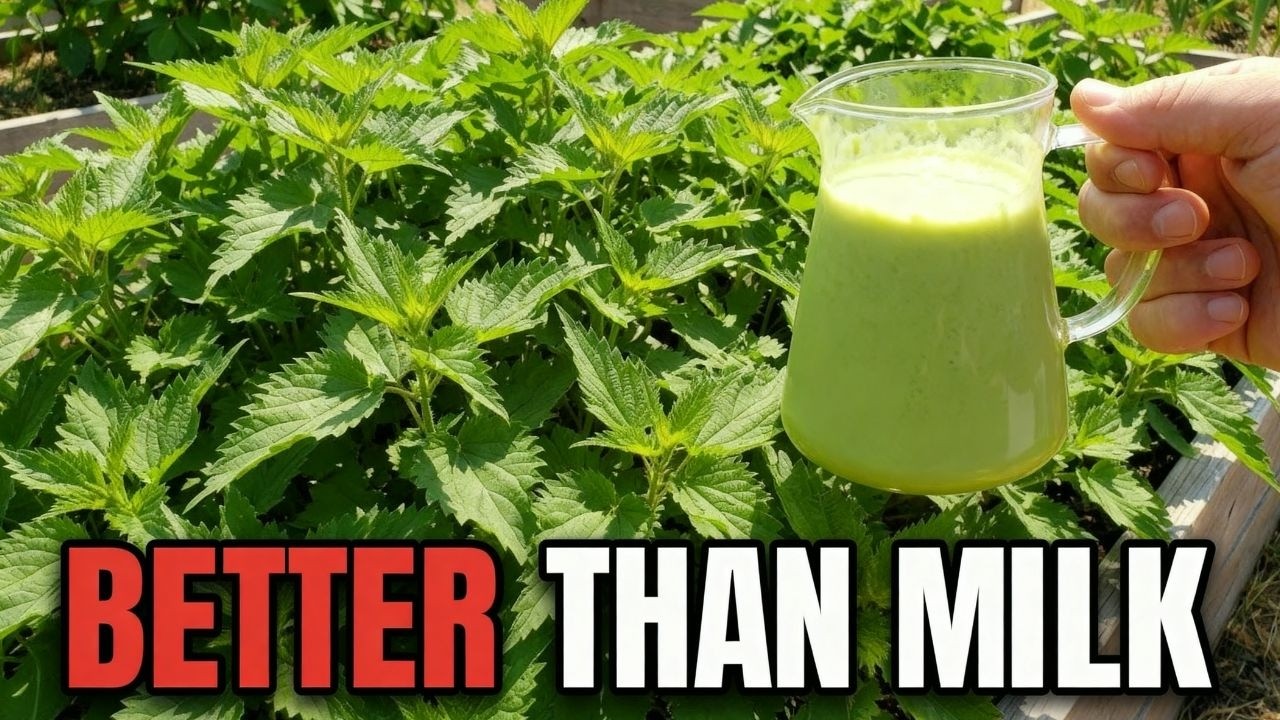 300% More Calcium Than Milk. Grows Like a Weed. Why Did We Forget It?