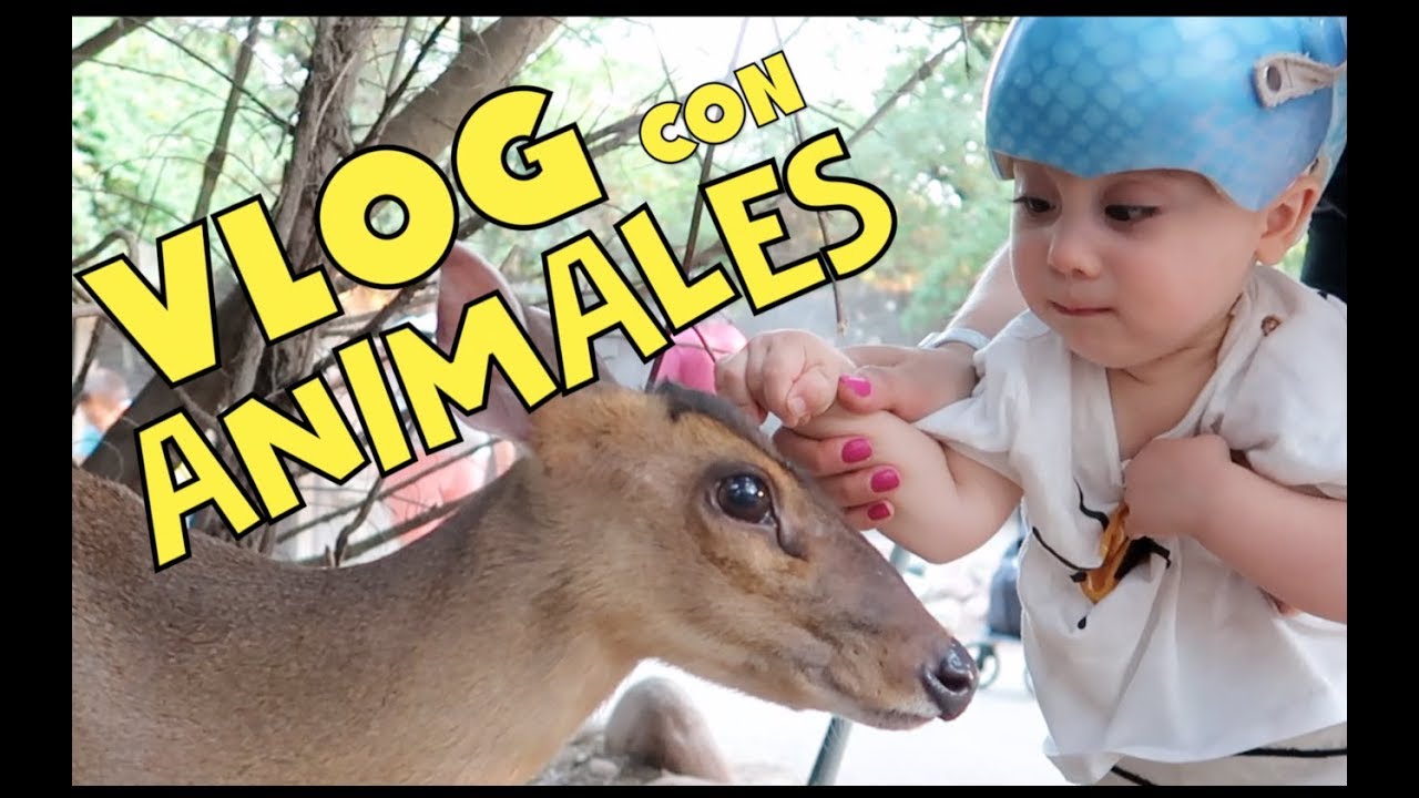 VLOG DIARIO CON ANIMALES | zoologico FAUNIA MADRID 2018