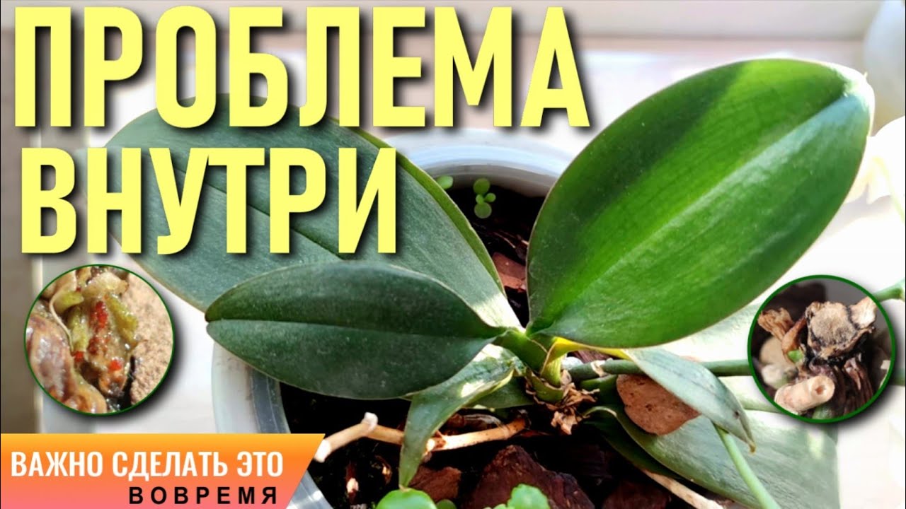 ❗️ЭКСТРЕМАЛЬНЫЙ МЕТОД 5 КАПЕЛЬ СПАСЁТ РХИДЕЮ, ЕСЛИ ПРОБЛЕМА У НЕЁ ВНУТРИ! НЕКТРИЯ КИНОВАРНО-КРАСНАЯ!