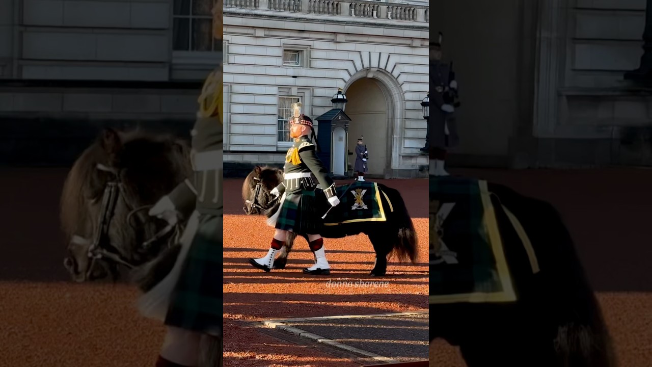 Arrival of Cpl Cruachan IV and the King's Guard #bandofthescotsguards #royalregimentofscotland