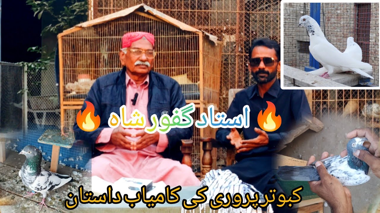  23, 2025🔥 استاد گفور شاہ | کبوتر پروری کی کامیاب داستان ✌🕊💓