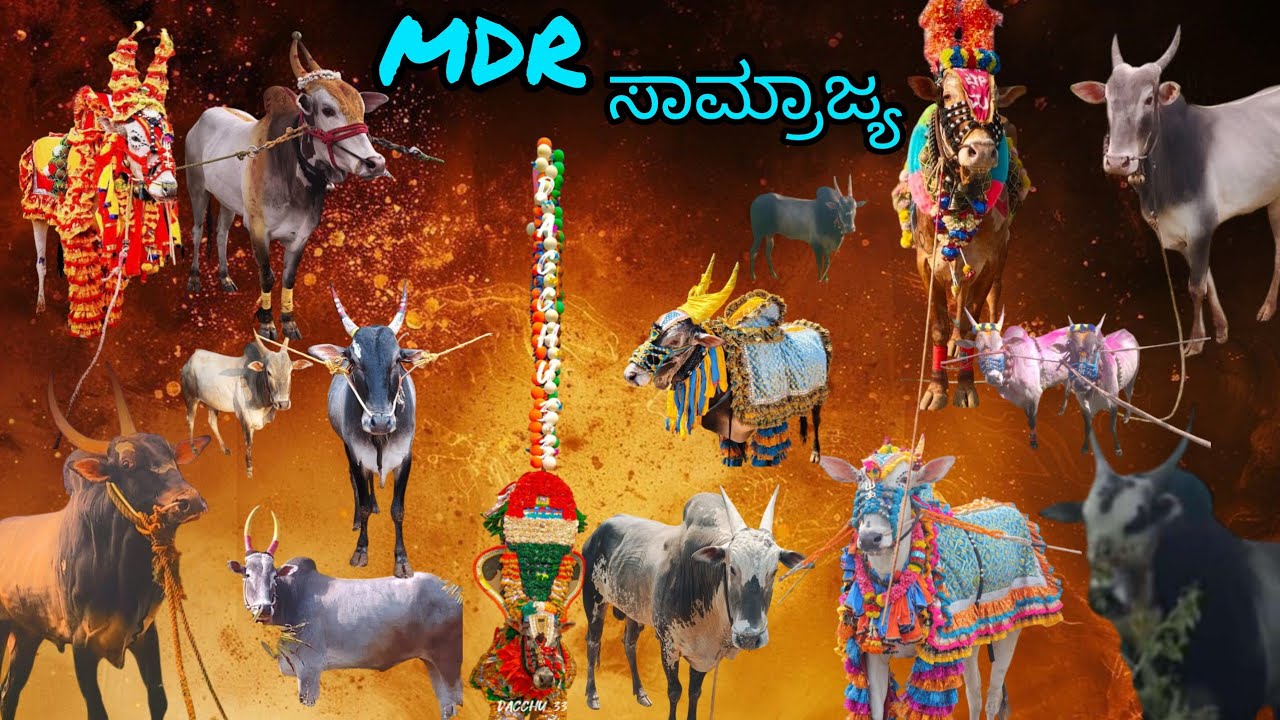 MDR saamrajya 💥💥#hori #bull #lifeisbutadream #horihabbada #cow #jallikattu #farming 