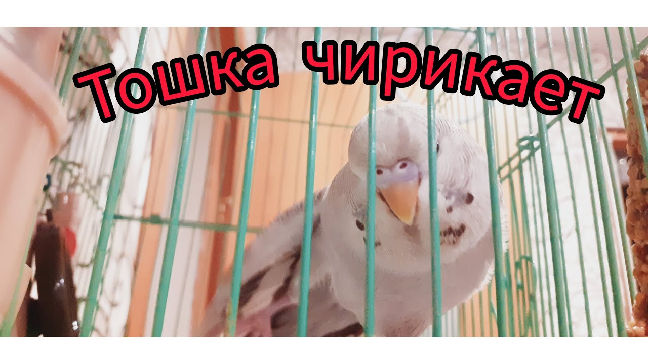 Весёлое пение волнистого попугая / Попугай чех Тоша