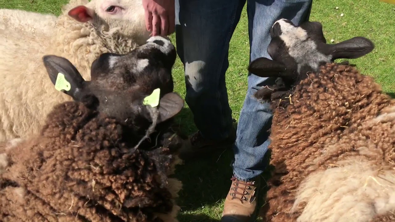 Stadsboerderij BuytenDelft - Buytenweetjes schapen en lammetjes