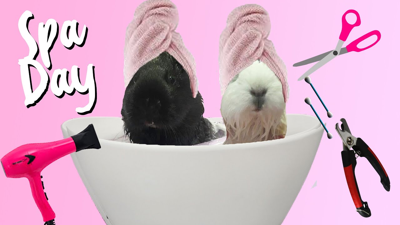 Spa Day : higiene e cuidados para porquinho da índia